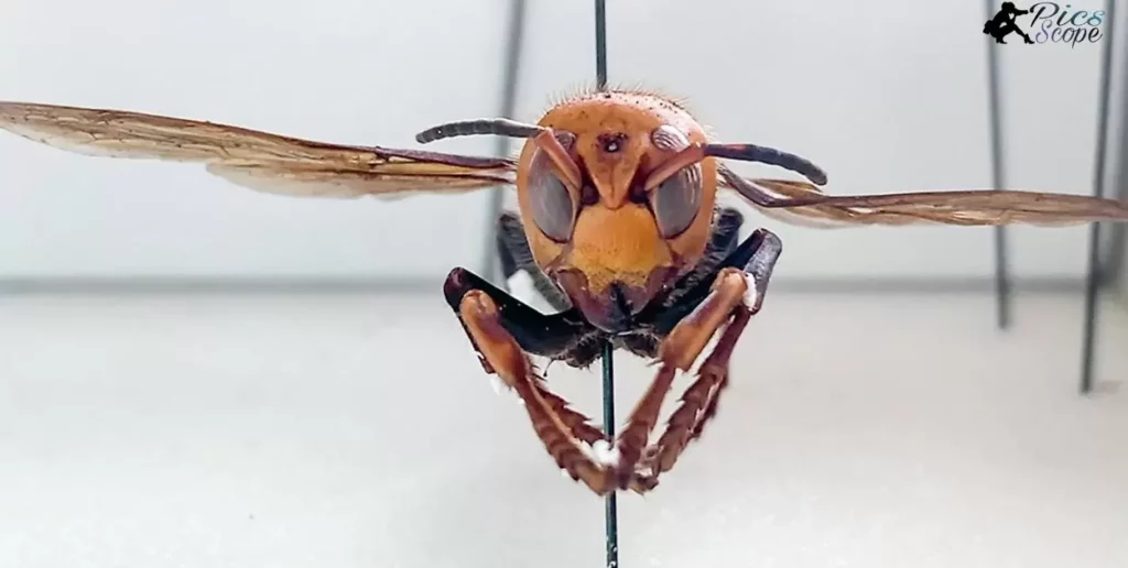 How Do Asian Giant Hornets Exhibit Cognitive Photography?