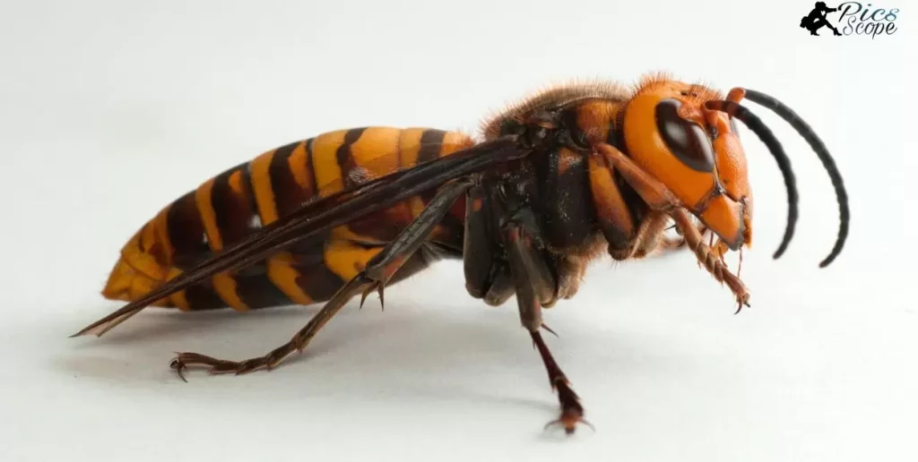 The Buzzworthy Research, Documenting Asian Giant Hornets' Photography