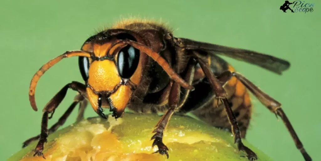 Unraveling Nature's Album, Asian Giant Hornets and Photographic Recall