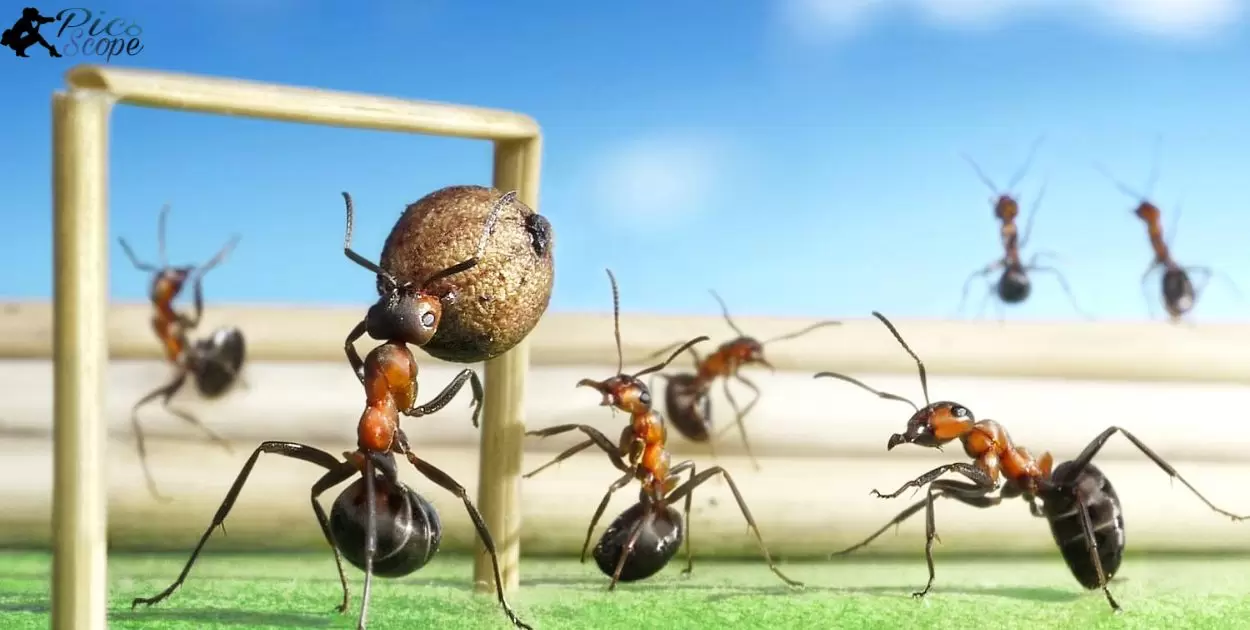 Exercise patience as you wait for the perfect ant moments
