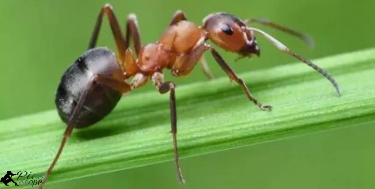 Make Macro Photos of Ants