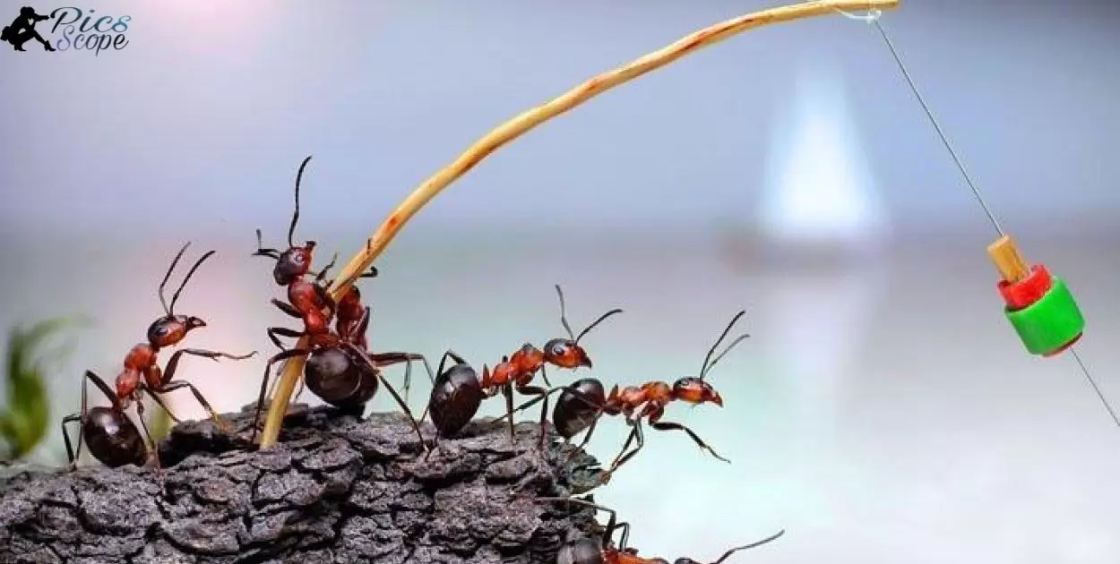 Step-by-step guide to creating captivating ant images through macro photography
