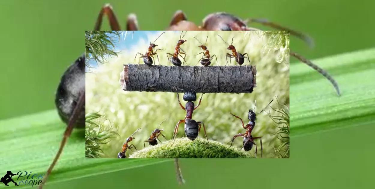Understanding the intricacies of ants through a lens